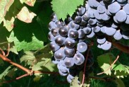 merlot merlot