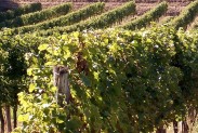 Que diriez vous ? vigne 5 183x123 Que diriez vous ?