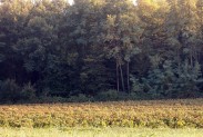 Que diriez vous ? vigne en automne 183x123 Que diriez vous ?