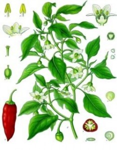 10494526 234x300 Pepper & ginger ou poisson retour des îles