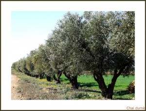 Du pain & des olives…. 22476945 300x229 Du pain & des olives….