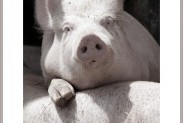 un porc