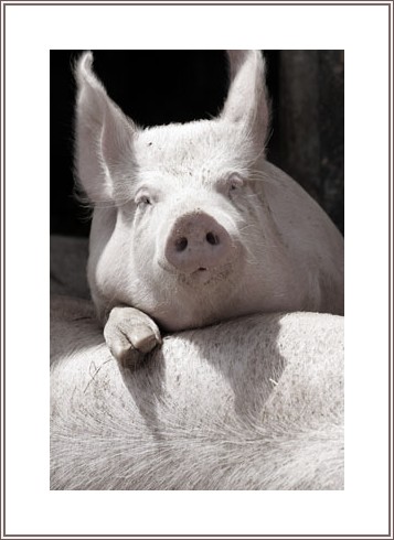 2008392474regard porcin1 La cochonnerie du jour....