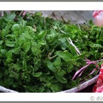 fresh mint