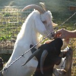 cashmere goats