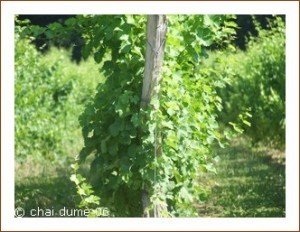 Vignes & fromages 18151419 300x232 Vignes & fromages