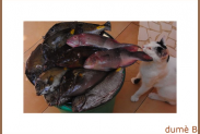 les poissons & le chat
