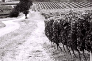 clair_chemin clair chemin 300x200 Blogroll