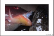 poisson-frais-thumb.jpg