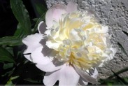 pivoine