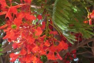 flamboyant en fleurs