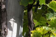 cep-de-vigne