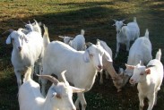 Jeunes oies aux épices et au miel cashmere goats1 183x123 Jeunes oies aux épices et au miel