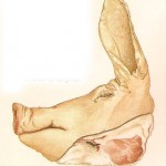 tête de cochon
