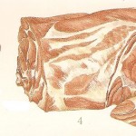 palette de porc