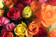 roses