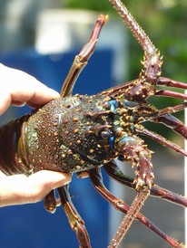 langouste