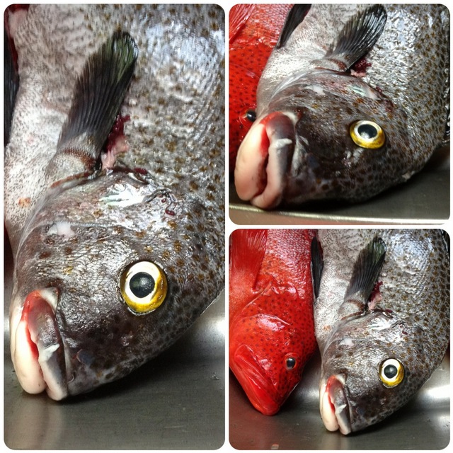 pêche du jour