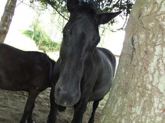 Java, la jument merens