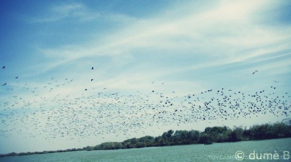 vol d'oiseaux