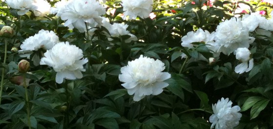 PEONIES mon frère