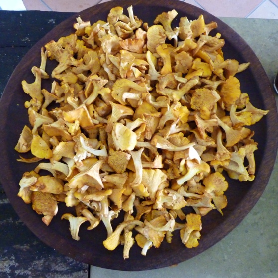 girolles