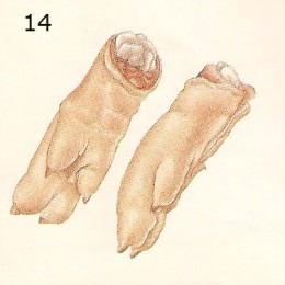 pied de porc feet-260x260