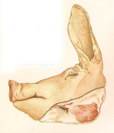 tête de porc head-222x260