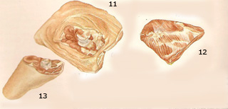 épaule shoulder