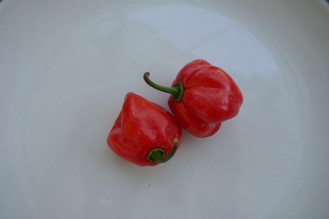 piment scotch bonnet