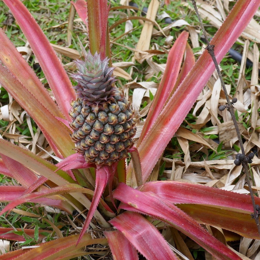 ananas