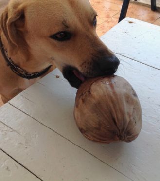 coconut