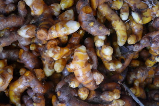 curcuma local curcuma local