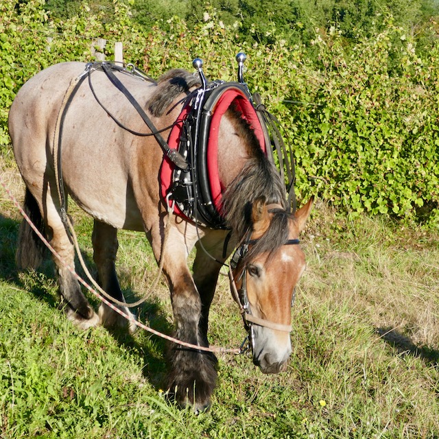 Solène, jument ardennaise