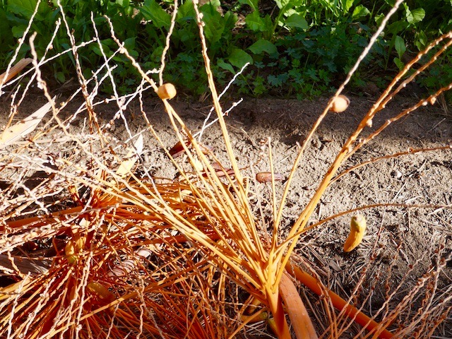 branches de palmier dattier