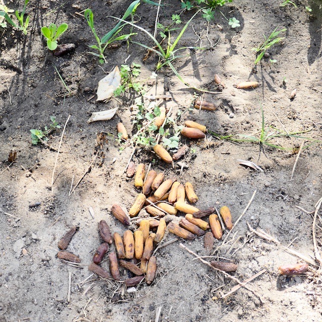 noyaux et dattes impropres à la consommation