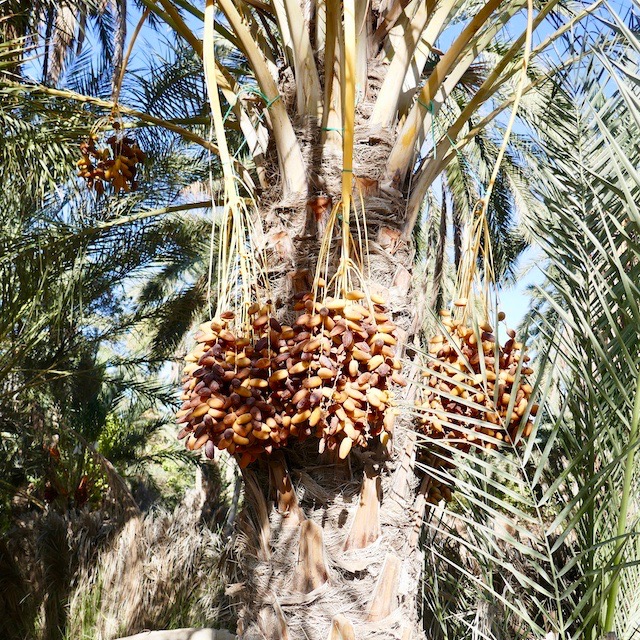 palmier dattier
