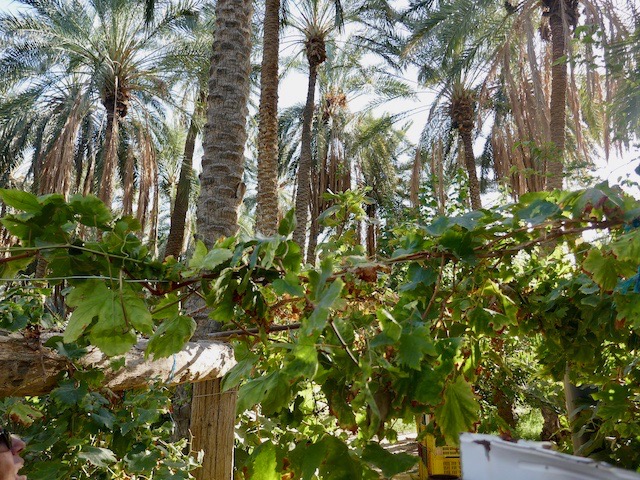 treille de raisin de table