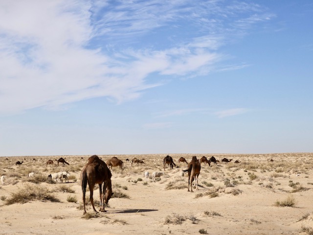 dromadaires dans le désert
