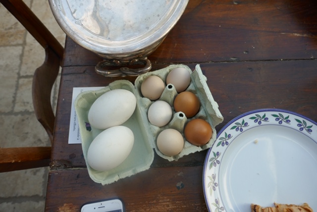 oeufs de cane, oeuf de poules